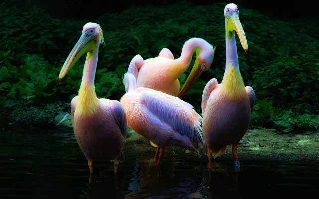 Pelicans water forest nature immpressionist free wallpaper - medium preview image