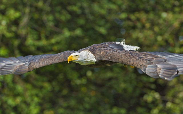 Bald eagle flying forest bokeh free wallpaper - medium preview image