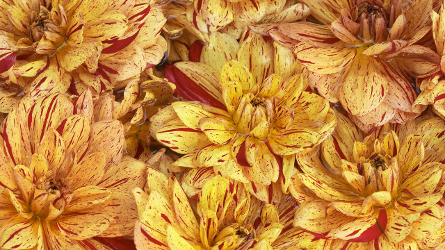 Yellow red flowers autumn fire free wallpaper - medium preview image