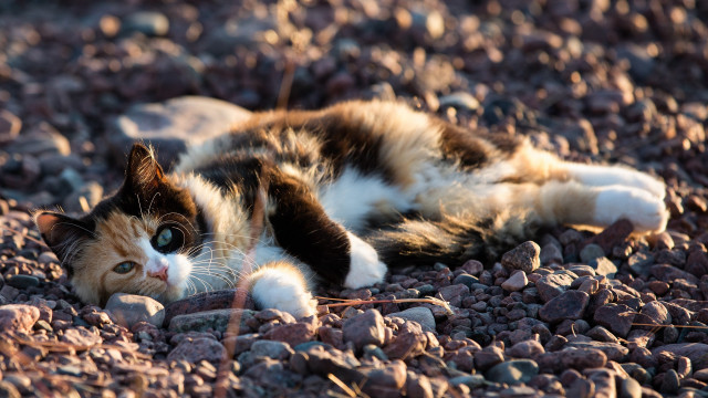 Cat rockyground wideopen blackwhiteface puzzle free wallpaper - medium preview image