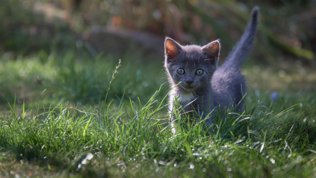 Kitten grassy field blurry background free wallpaper - medium preview image