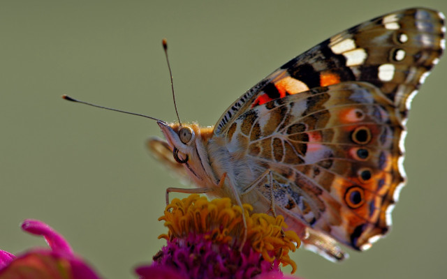 Butterfly flower macro photography blurry free wallpaper - medium preview image
