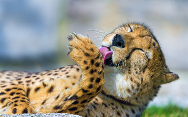 Cheetah tongue out eyes closed free wallpaper - medium preview image