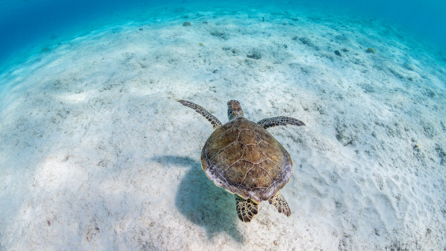 Turtle ocean sandy bottom blue free wallpaper - medium preview image
