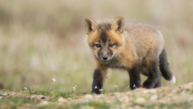 Small fox grass field blurry #2 free wallpaper - medium preview image