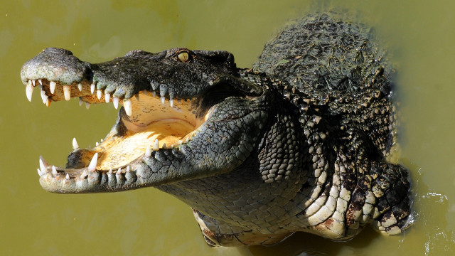 Alligator open mouth dinosaur fangs free wallpaper - medium preview image