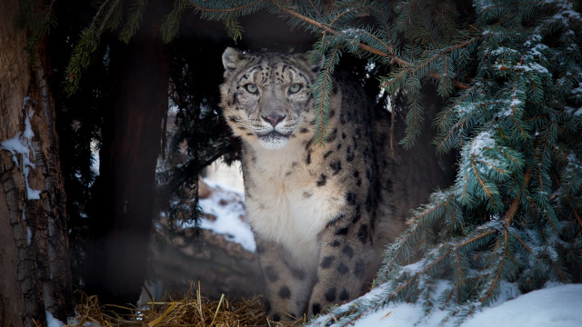 Snow leopard forest snow nature free wallpaper - medium preview image