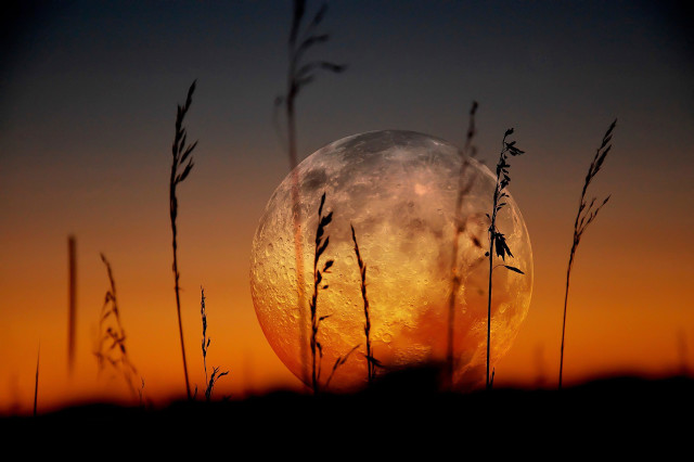 Full moon sunset silhouette tree free wallpaper - medium preview image