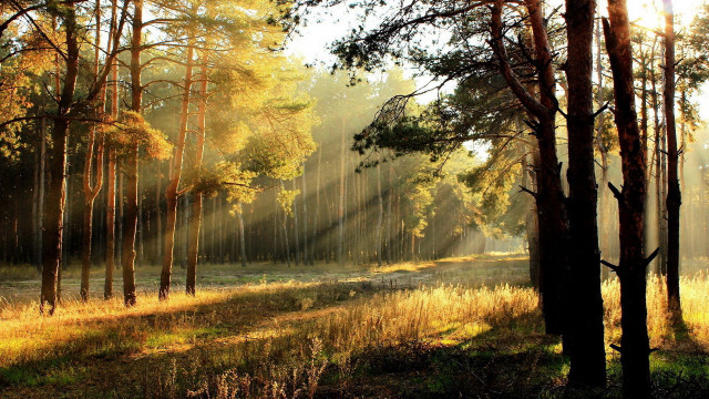 Forest sunbeams path autumn leaves free wallpaper - medium preview image