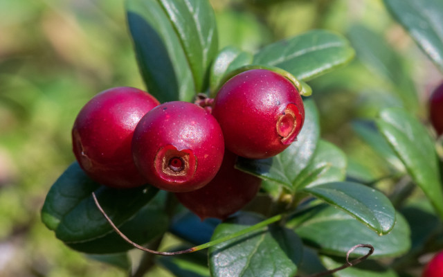 Bush berries leaves blurry background free wallpaper - medium preview image
