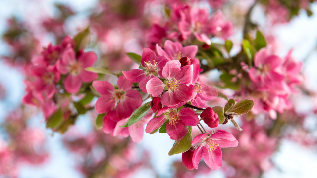 Pink flower closeup blooming tree free wallpaper - medium preview image