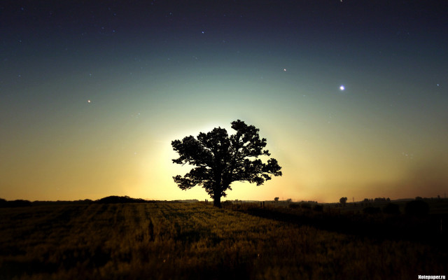 Lone tree field night sunset free wallpaper - medium preview image