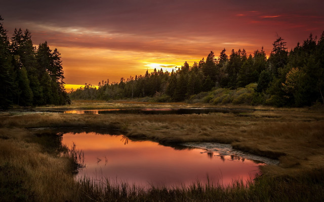 Sunset marsh pond trees background free wallpaper - medium preview image