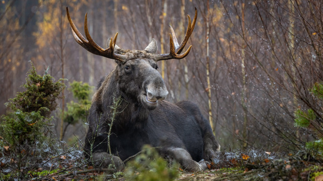 Large moose woods antlers bird free wallpaper - medium preview image