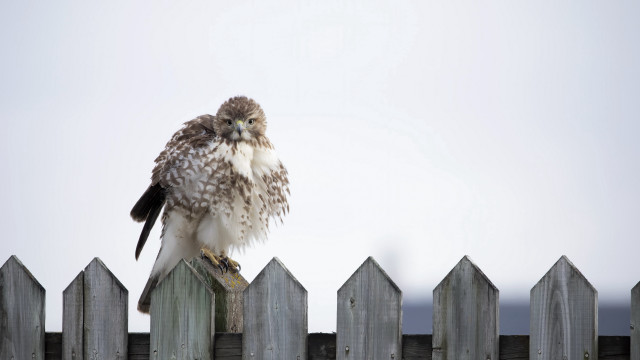 Bird fence post white sky free wallpaper - medium preview image