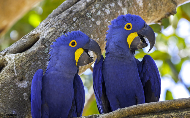 Blue parrots branch green background free wallpaper - medium preview image