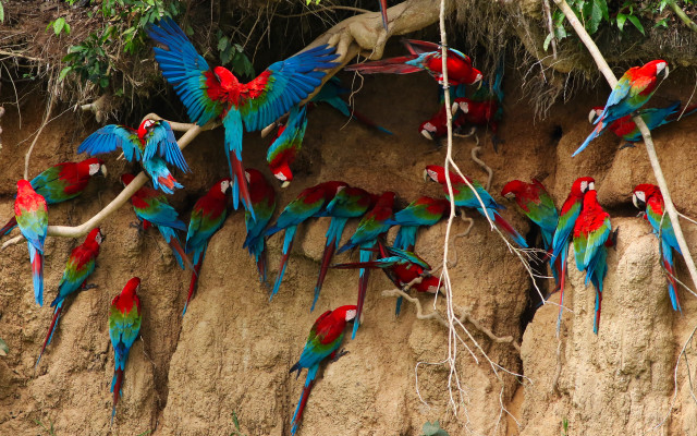 Colorful birds cliff tree branch free wallpaper - medium preview image