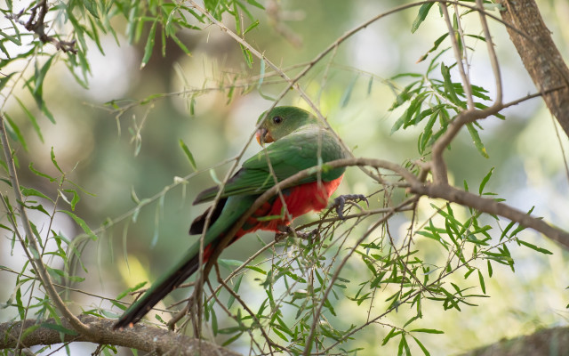 Green red bird tree branch free wallpaper - medium preview image