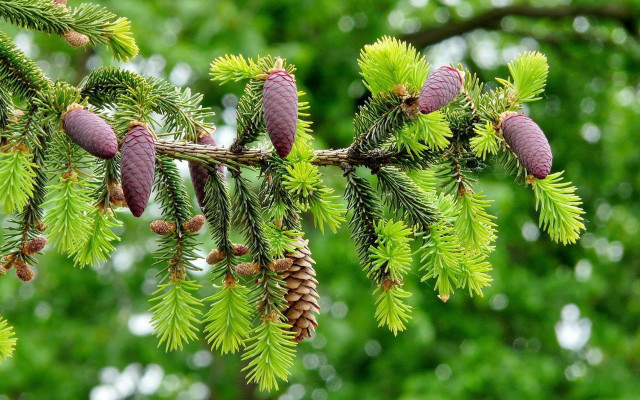 Branch cones forest christmas nature free wallpaper - medium preview image