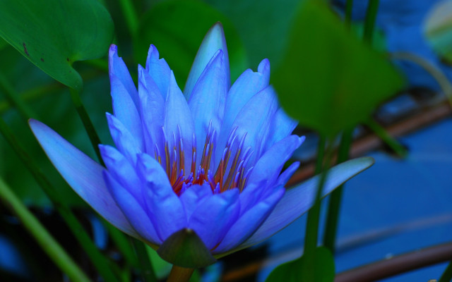 Blue flower bokeh macro water free wallpaper - medium preview image