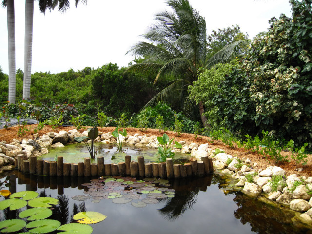 Pond lily pads bird garden #2 free wallpaper - medium preview image