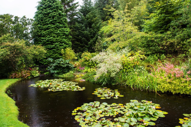 Lily pads park woods path free wallpaper - medium preview image
