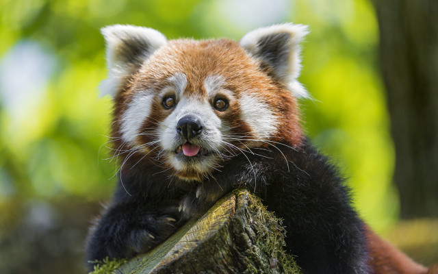 Red panda tongue tree branch #2 free wallpaper - medium preview image