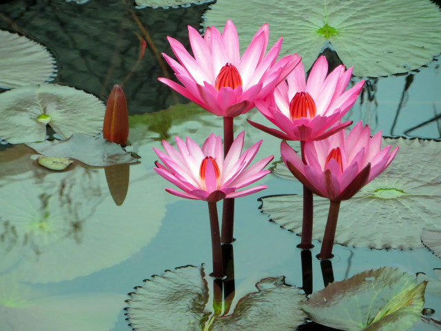 Pink waterlilies pond bird cloisonnism free wallpaper - medium preview image