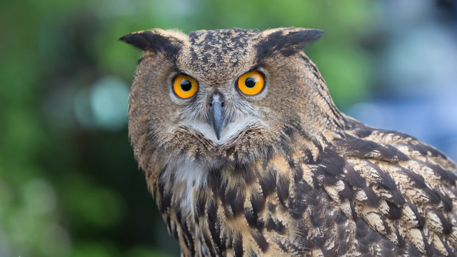 Bird yellow eyes blurry background free wallpaper - medium preview image