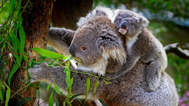 Koala bear branch shoulder australian free wallpaper - medium preview image