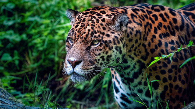 Leopard walking grass trees camouflage free wallpaper - medium preview image