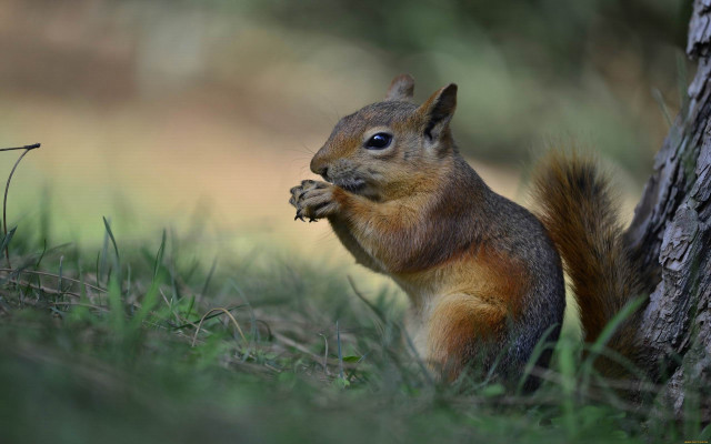 Squirrel eating nut grass tree free wallpaper - medium preview image