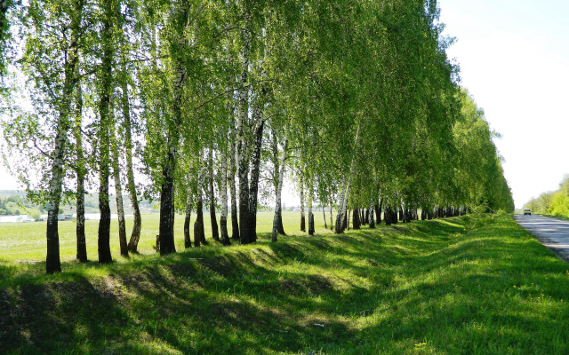 Road trees lake garden nature free wallpaper - medium preview image