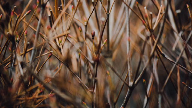 Bird perched branch grass twigs free wallpaper - medium preview image