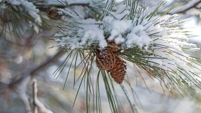 Pine cone snow ice pine free wallpaper - medium preview image