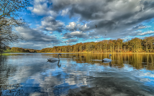 Swans lake trees clouds bird #2 free wallpaper - medium preview image