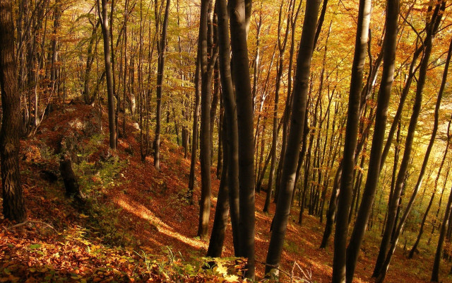 Forest path autumn leaves bare #2 free wallpaper - medium preview image