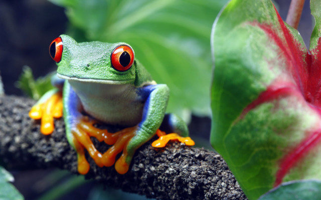 Frog red eyes branch leaves free wallpaper - medium preview image