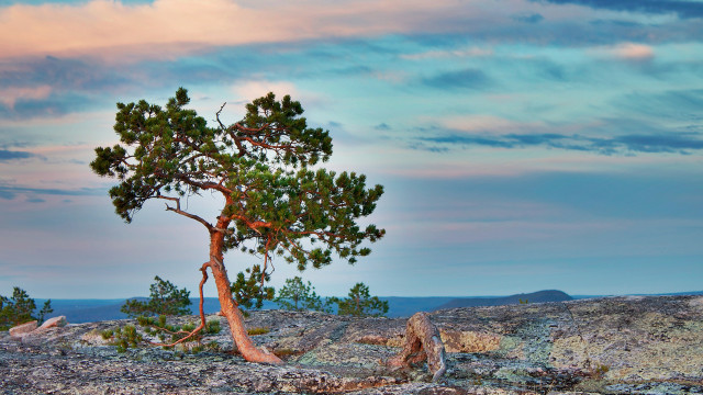Lone tree rocky area tiltshift free wallpaper - medium preview image