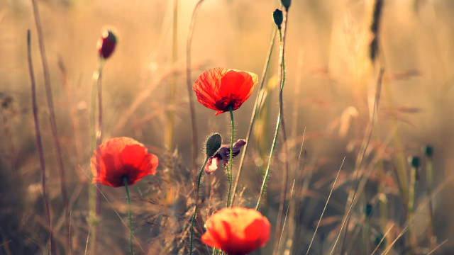 Red flowers blurry foreground kimono free wallpaper - medium preview image