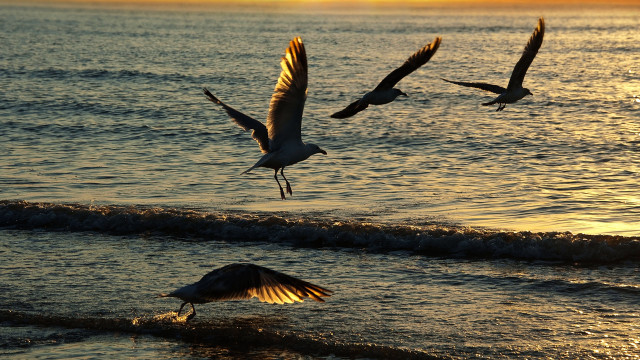 Birds ocean sunset flying beach free wallpaper - medium preview image