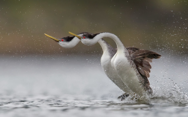 Birds fighting water air photorealistic free wallpaper - medium preview image