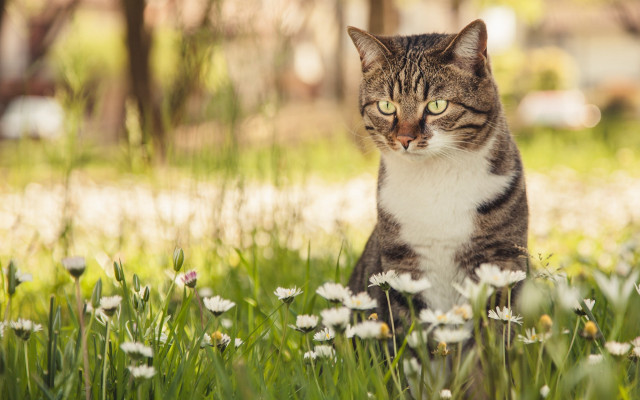 Cat daisy grass outdoors impressionism free wallpaper - medium preview image