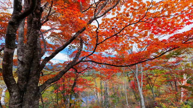 Autumn forest leaves red vivid free wallpaper - medium preview image