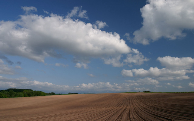 Large field clouds trees matte free wallpaper - medium preview image