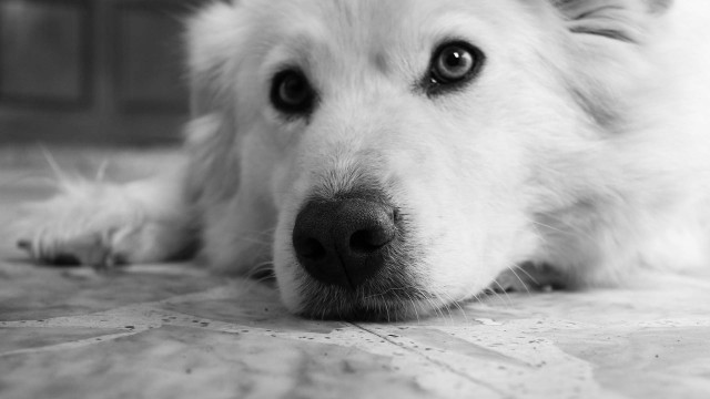 White dog sad look tile free wallpaper - medium preview image