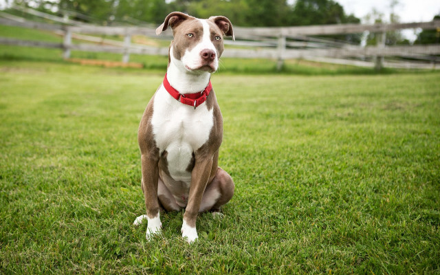 Dog grass fence redcollar blurry free wallpaper - medium preview image