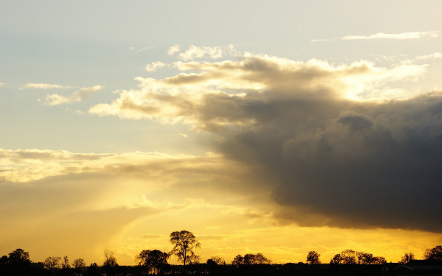 Sunset plane trees crepuscular rays free wallpaper - medium preview image