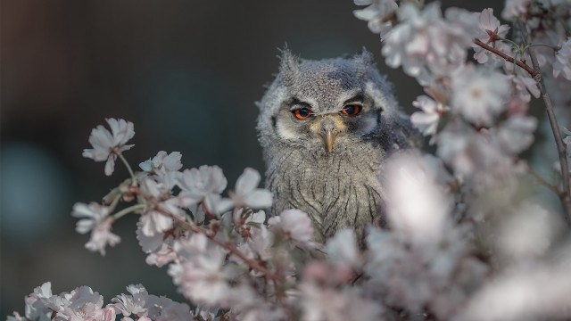 Small owl branch pink flowers free wallpaper - medium preview image