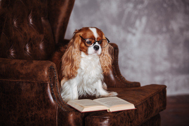 Dog glasses chair book portrait free wallpaper - medium preview image